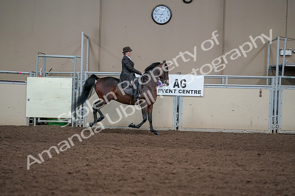 2019 Morgan Horse Show - Aug 31, 2019 - 24726