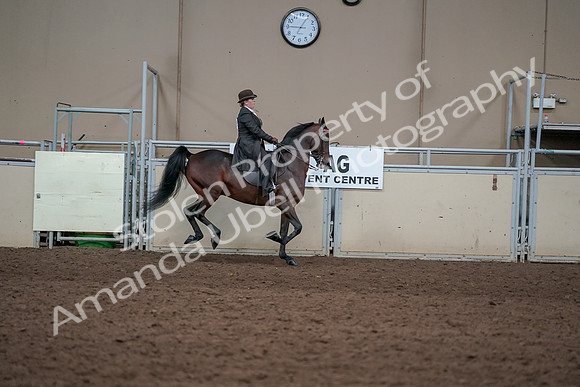 2019 Morgan Horse Show - Aug 31, 2019 - 24727