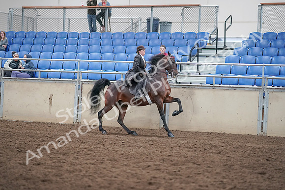2019 Morgan Horse Show - Aug 31, 2019 - 24728