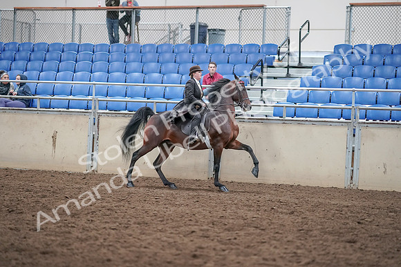 2019 Morgan Horse Show - Aug 31, 2019 - 24729