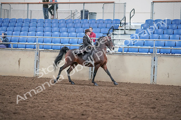2019 Morgan Horse Show - Aug 31, 2019 - 24730