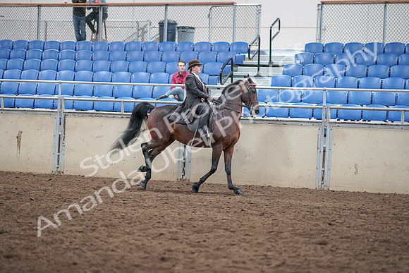 2019 Morgan Horse Show - Aug 31, 2019 - 24732