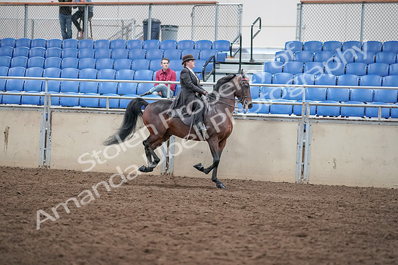 2019 Morgan Horse Show - Aug 31, 2019 - 24733