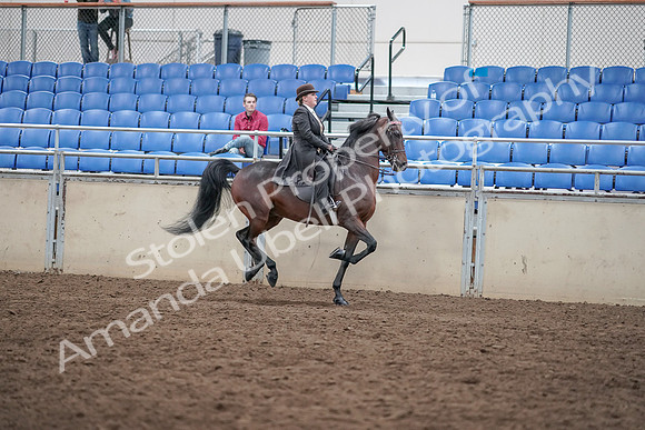 2019 Morgan Horse Show - Aug 31, 2019 - 24734