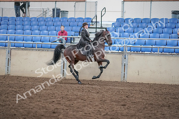 2019 Morgan Horse Show - Aug 31, 2019 - 24735