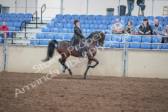 2019 Morgan Horse Show - Aug 31, 2019 - 24736