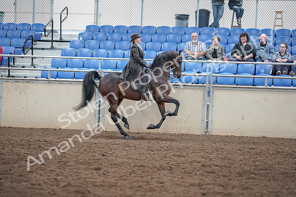 2019 Morgan Horse Show - Aug 31, 2019 - 24737