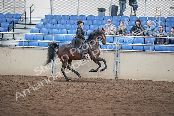 2019 Morgan Horse Show - Aug 31, 2019 - 24738
