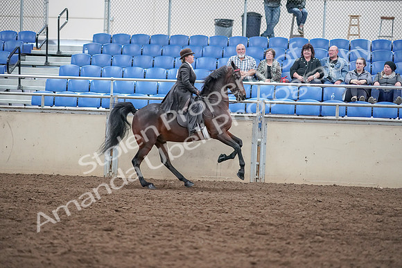 2019 Morgan Horse Show - Aug 31, 2019 - 24739
