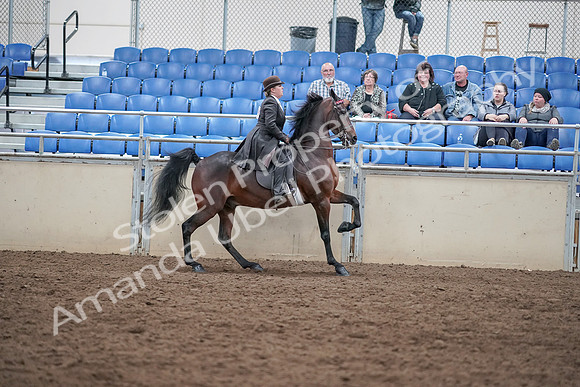 2019 Morgan Horse Show - Aug 31, 2019 - 24740