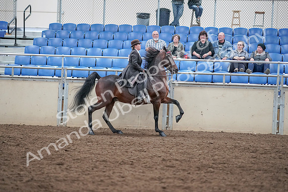 2019 Morgan Horse Show - Aug 31, 2019 - 24741