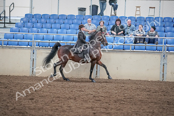 2019 Morgan Horse Show - Aug 31, 2019 - 24742