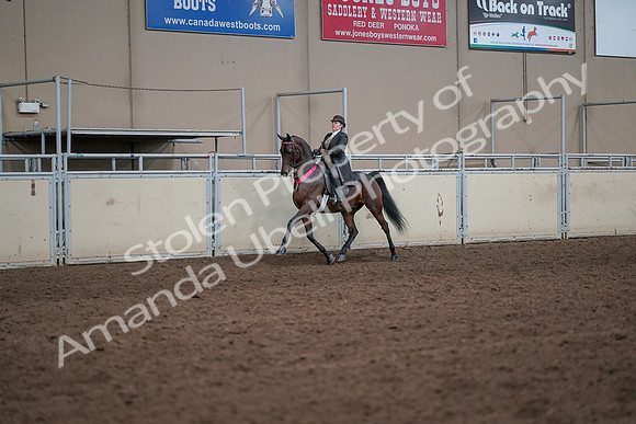 2019 Morgan Horse Show - Aug 31, 2019 - 24744