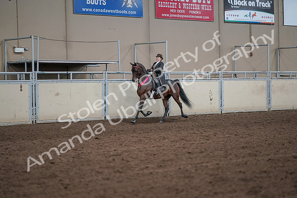 2019 Morgan Horse Show - Aug 31, 2019 - 24745
