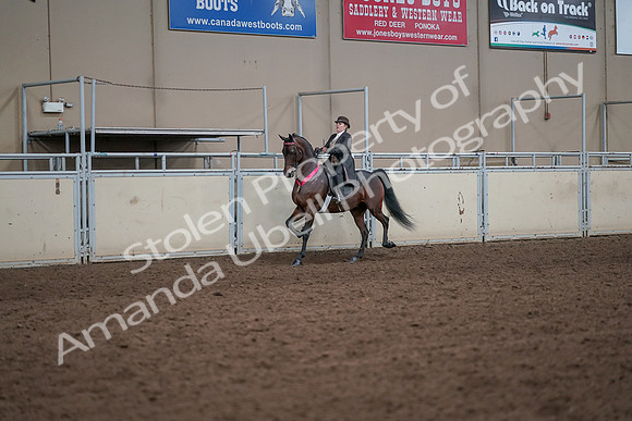 2019 Morgan Horse Show - Aug 31, 2019 - 24746