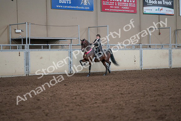 2019 Morgan Horse Show - Aug 31, 2019 - 24747