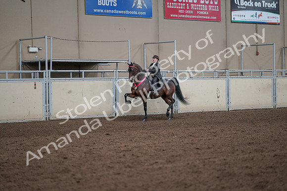2019 Morgan Horse Show - Aug 31, 2019 - 24748
