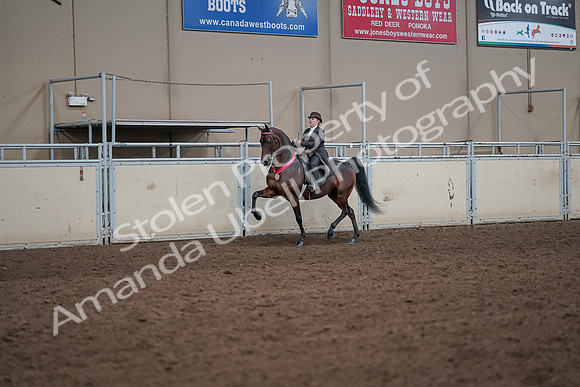 2019 Morgan Horse Show - Aug 31, 2019 - 24749