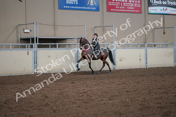 2019 Morgan Horse Show - Aug 31, 2019 - 24750