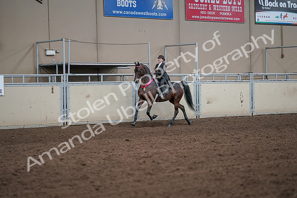 2019 Morgan Horse Show - Aug 31, 2019 - 24751