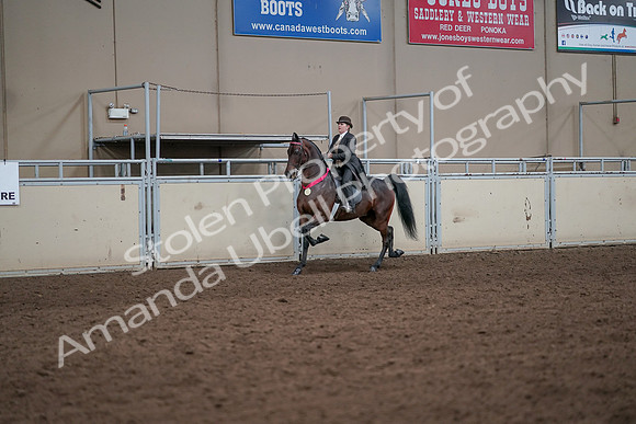 2019 Morgan Horse Show - Aug 31, 2019 - 24752