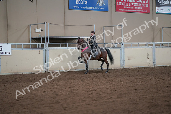 2019 Morgan Horse Show - Aug 31, 2019 - 24754