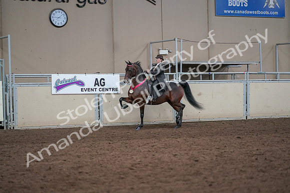 2019 Morgan Horse Show - Aug 31, 2019 - 24755
