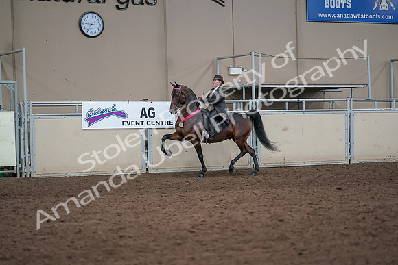 2019 Morgan Horse Show - Aug 31, 2019 - 24756