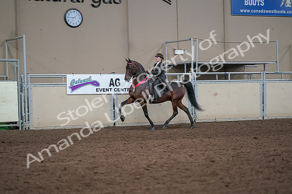 2019 Morgan Horse Show - Aug 31, 2019 - 24757