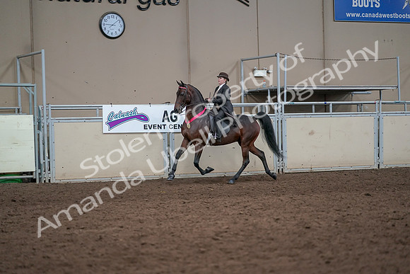 2019 Morgan Horse Show - Aug 31, 2019 - 24758