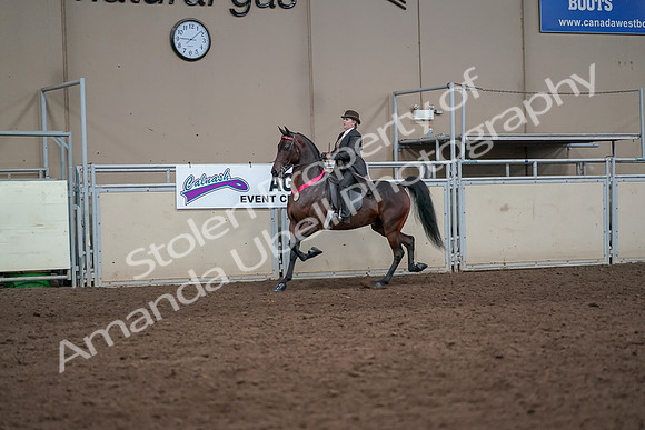 2019 Morgan Horse Show - Aug 31, 2019 - 24759