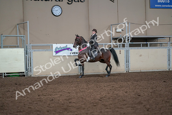 2019 Morgan Horse Show - Aug 31, 2019 - 24760