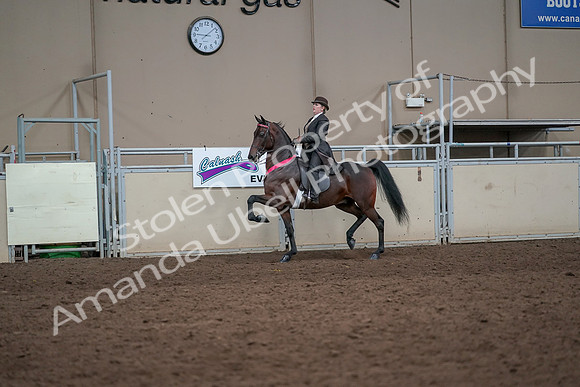 2019 Morgan Horse Show - Aug 31, 2019 - 24761