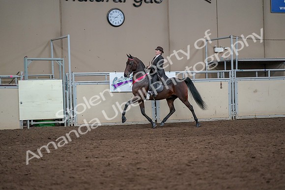2019 Morgan Horse Show - Aug 31, 2019 - 24763