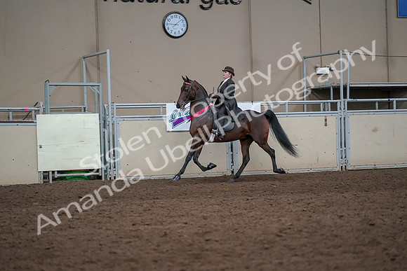 2019 Morgan Horse Show - Aug 31, 2019 - 24764