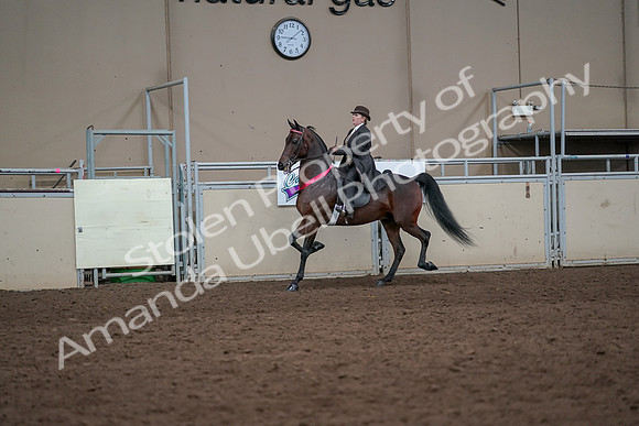 2019 Morgan Horse Show - Aug 31, 2019 - 24765