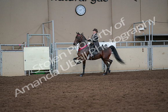 2019 Morgan Horse Show - Aug 31, 2019 - 24766