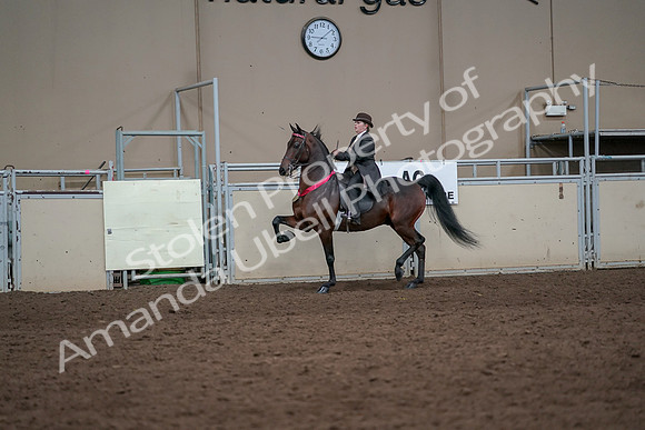 2019 Morgan Horse Show - Aug 31, 2019 - 24767