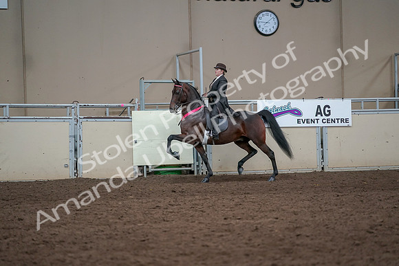 2019 Morgan Horse Show - Aug 31, 2019 - 24768