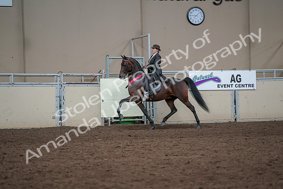 2019 Morgan Horse Show - Aug 31, 2019 - 24769
