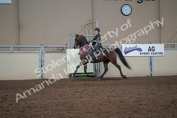 2019 Morgan Horse Show - Aug 31, 2019 - 24770