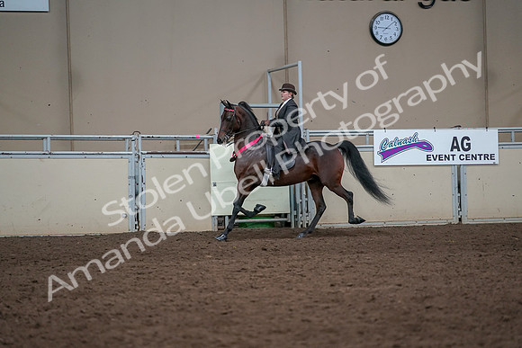 2019 Morgan Horse Show - Aug 31, 2019 - 24771