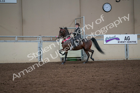 2019 Morgan Horse Show - Aug 31, 2019 - 24772