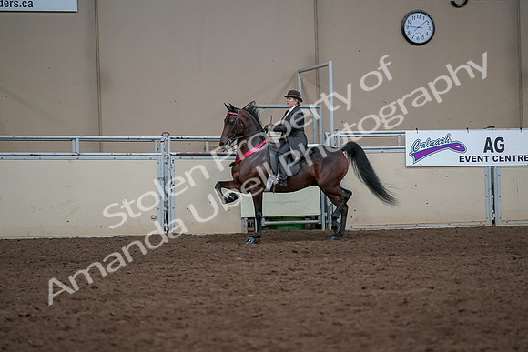 2019 Morgan Horse Show - Aug 31, 2019 - 24773