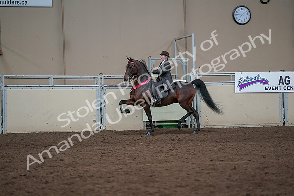 2019 Morgan Horse Show - Aug 31, 2019 - 24774