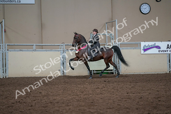 2019 Morgan Horse Show - Aug 31, 2019 - 24775