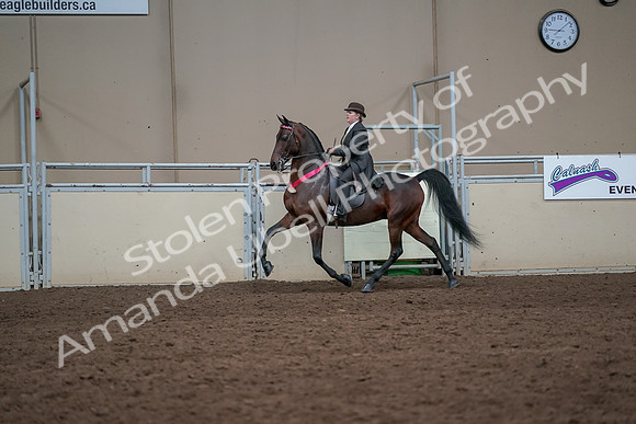 2019 Morgan Horse Show - Aug 31, 2019 - 24776