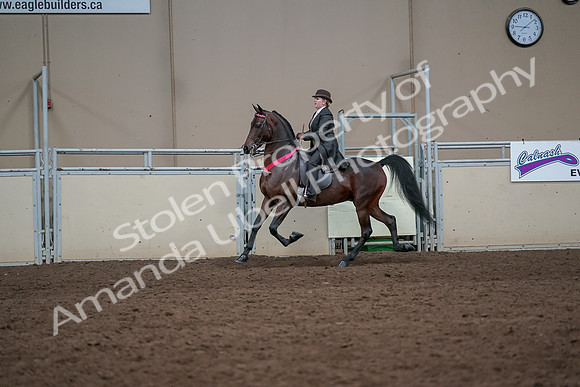 2019 Morgan Horse Show - Aug 31, 2019 - 24777