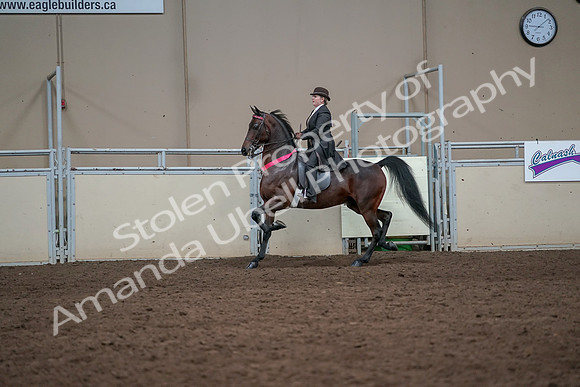 2019 Morgan Horse Show - Aug 31, 2019 - 24778