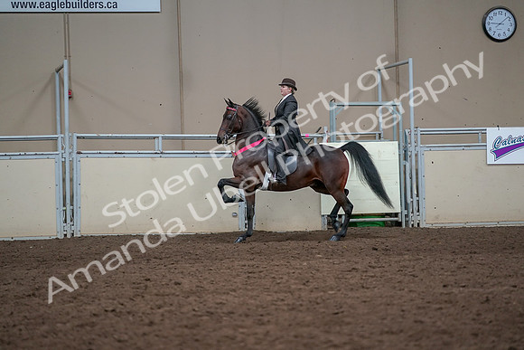 2019 Morgan Horse Show - Aug 31, 2019 - 24779